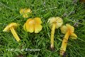 Hygrocybe euroflavescens-amf2022